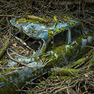 Peter Lippmann  Paradise parking