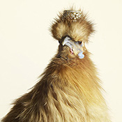 Peter Lippmann  Luxury chicks