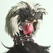 Peter Lippmann  Luxury chicks