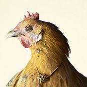 Peter Lippmann  Luxury chicks