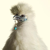 Peter Lippmann  Luxury chicks