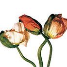    (Irving Penn)   (Flowers)   (Still life)