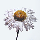 Фотограф Ирвинг Пенн (Irving Penn) — Цветы (Flowers) — Натюрморт (Still life)