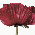    (Irving Penn)   (Flowers)   (Still life)