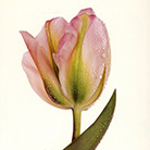    (Irving Penn)   (Flowers)   (Still life)