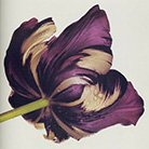    (Irving Penn)   (Flowers)   (Still life)