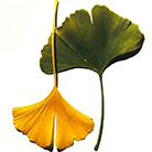    (Irving Penn)   (Flowers)   (Still life)