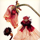    (Irving Penn)   (Flowers)   (Still life)