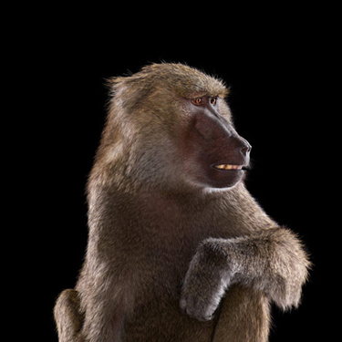 Бабуин - Портреты животных - Фотограф Брэд Уилсон (Brad Wilson)