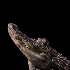 Аллигатор - Портреты животных - Фотограф Брэд Уилсон (Brad Wilson)