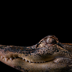 Аллигатор - Портреты животных - Фотограф Брэд Уилсон (Brad Wilson)