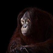 Орангутан - Портреты животных - Фотограф Брэд Уилсон (Brad Wilson)