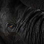 Слон - Портреты животных - Фотограф Брэд Уилсон (Brad Wilson)